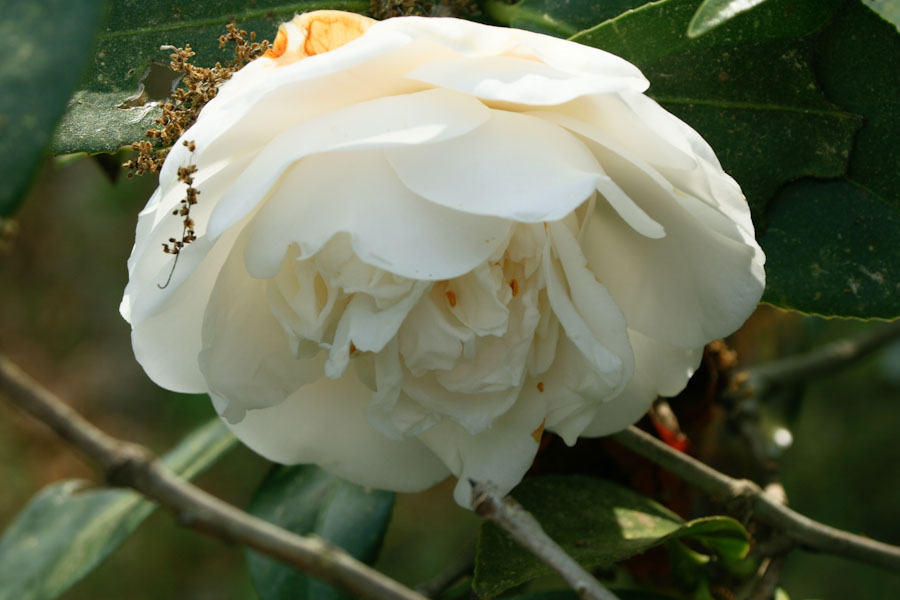 White Camellia Flower