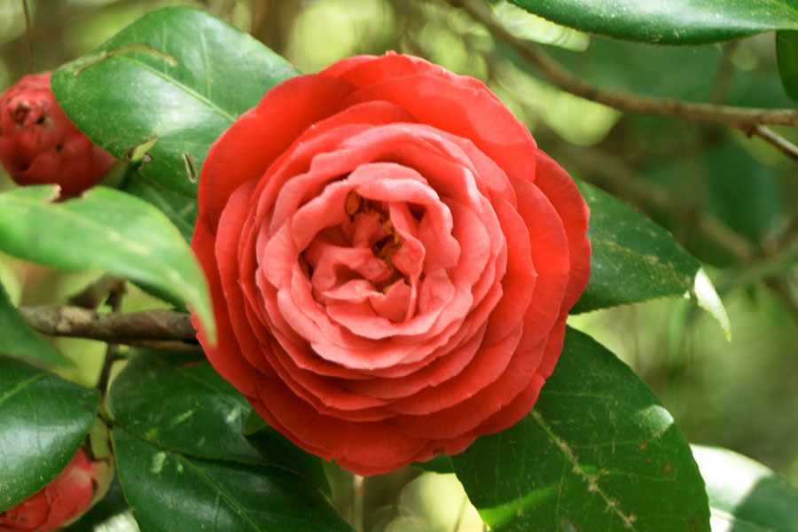 Red Camellia Flower