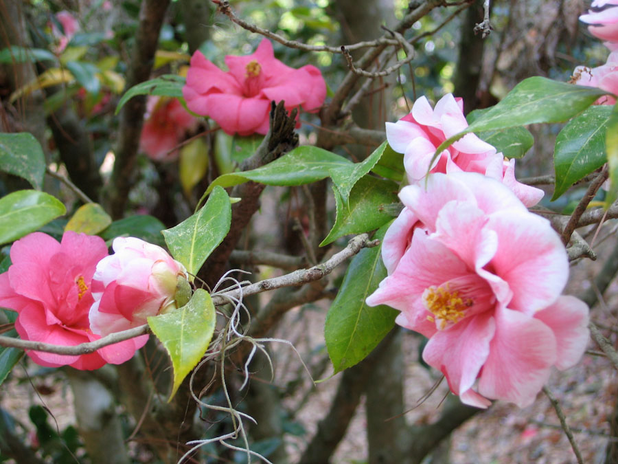 Pink Camellia Flowers