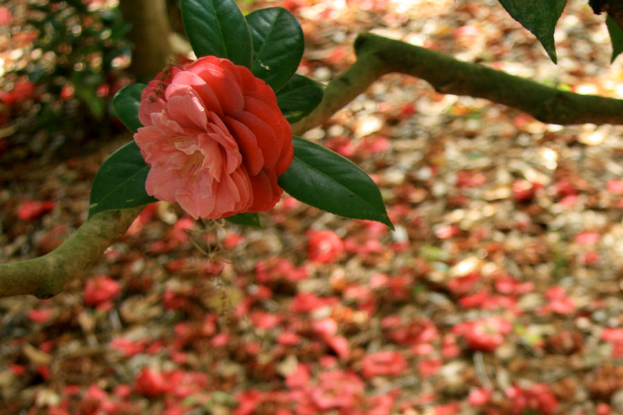 Pink Camellia Blossom on Tree Branch