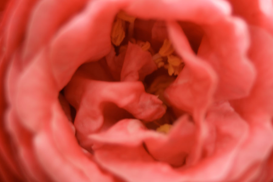 Center of a Camellia