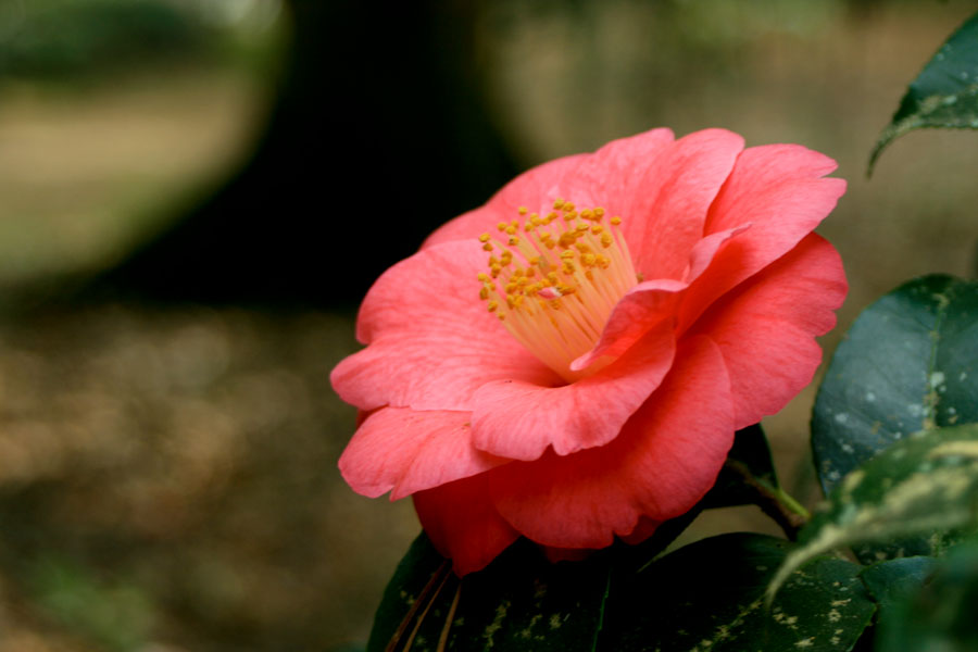 Pink Camellia