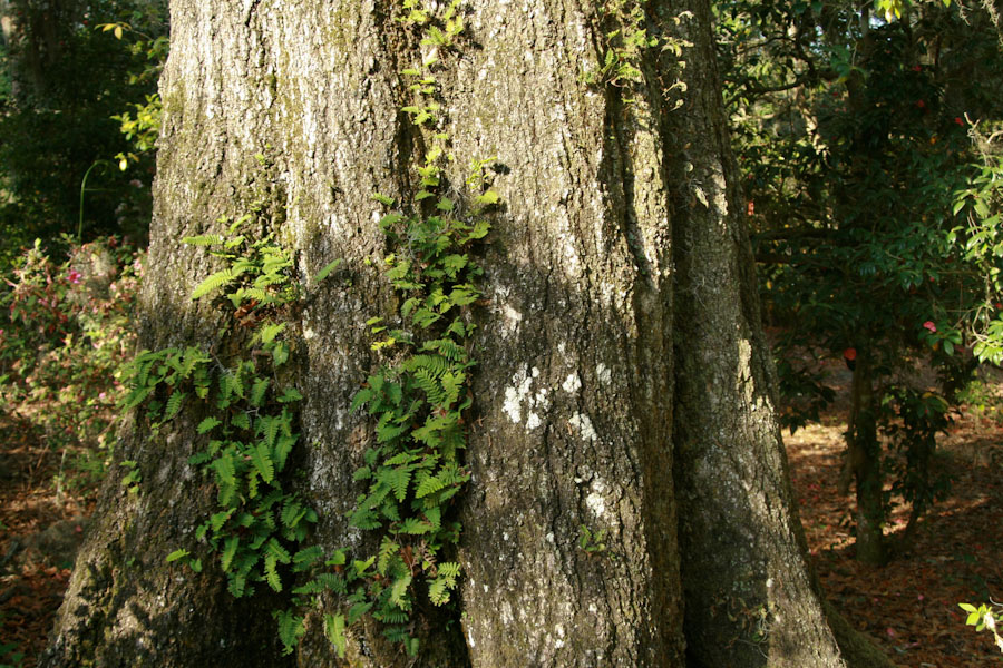Water Oak Tree