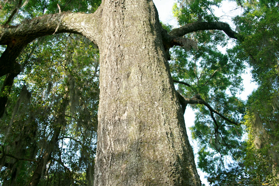 Water Oak Tree Trunk