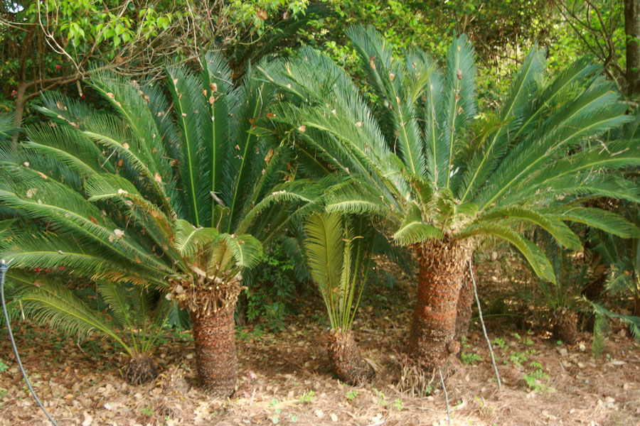 Sago Palms