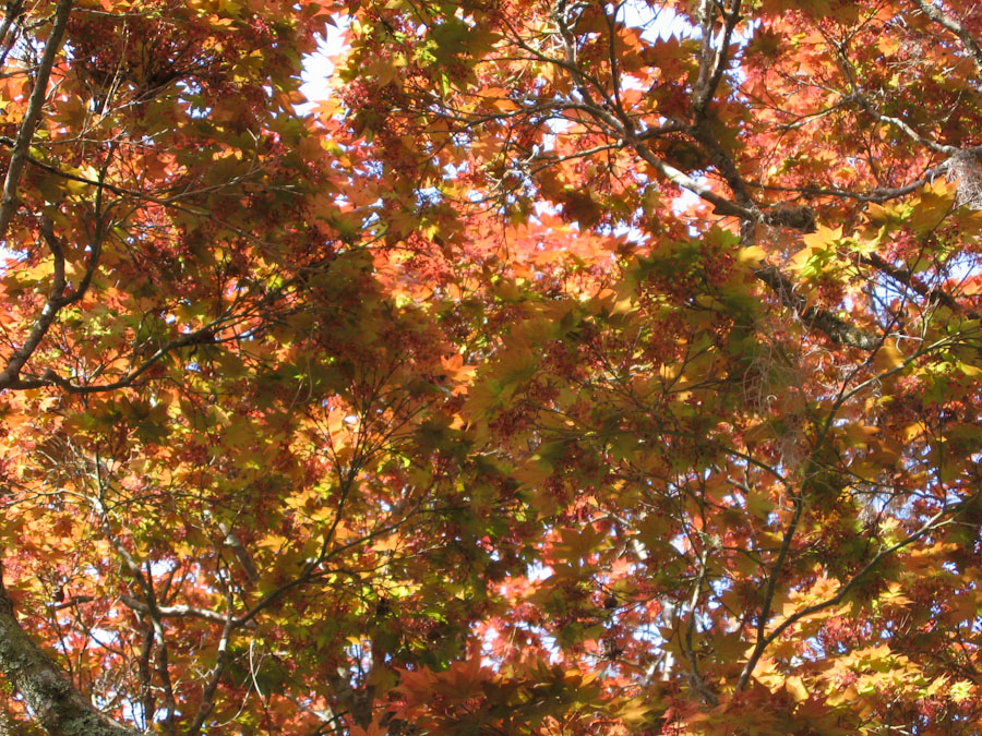 Canopy of a Japanese Maple Tree