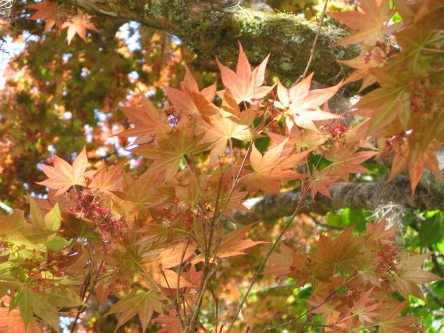 Japanese Maple Tree Leaves