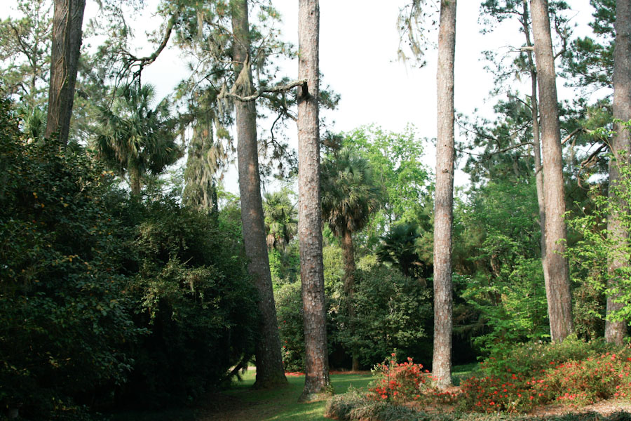 Trees in Maclay Gardens