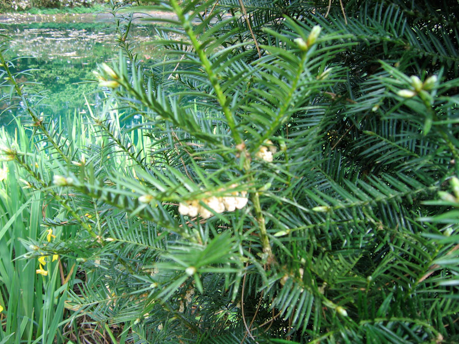 Torreya Tree Branch