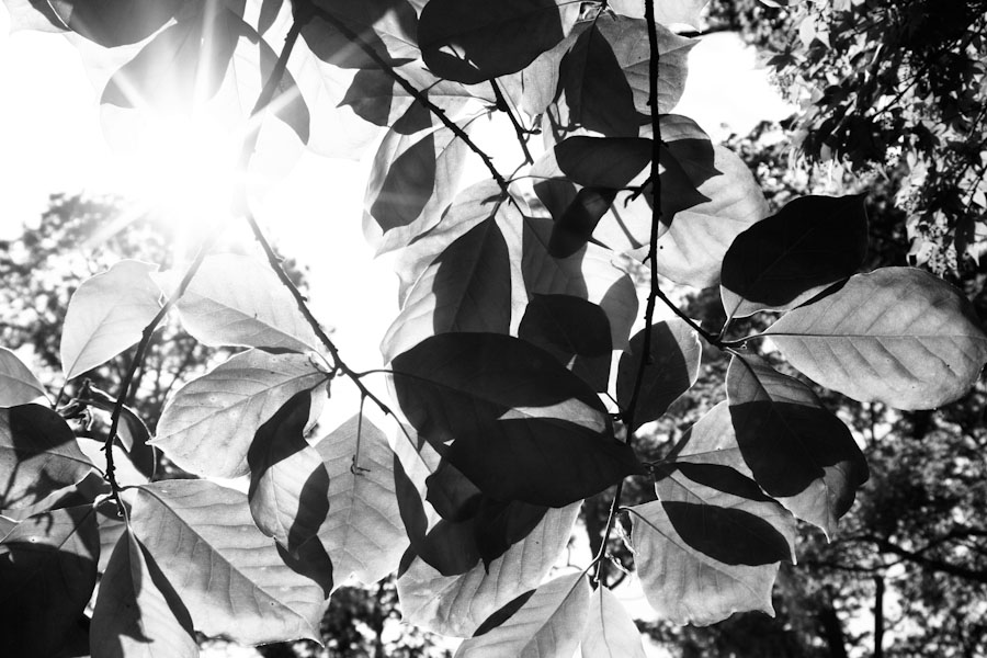 Sunlight on Tree Branch