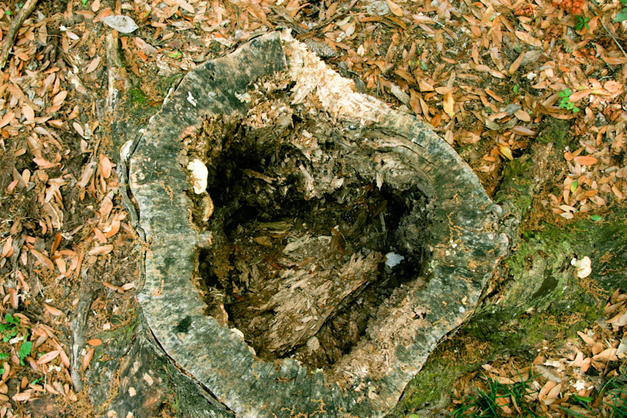Hollowed Tree Stump