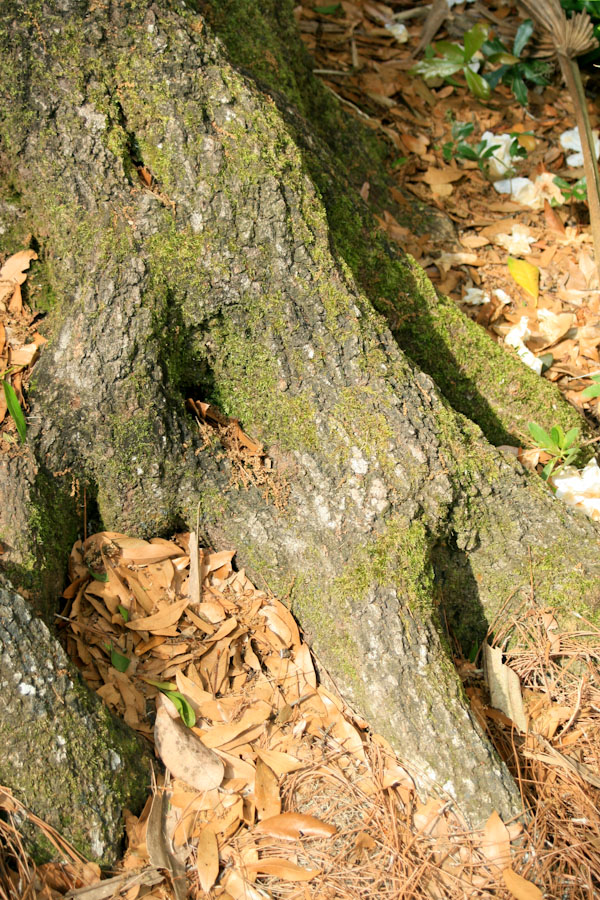 Lichen on a Water Oak