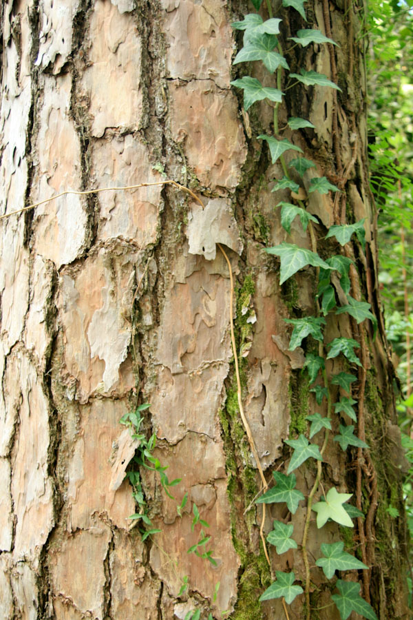 English Ivy on Tree