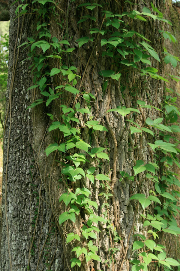 Poison Ivy Growing on Tree