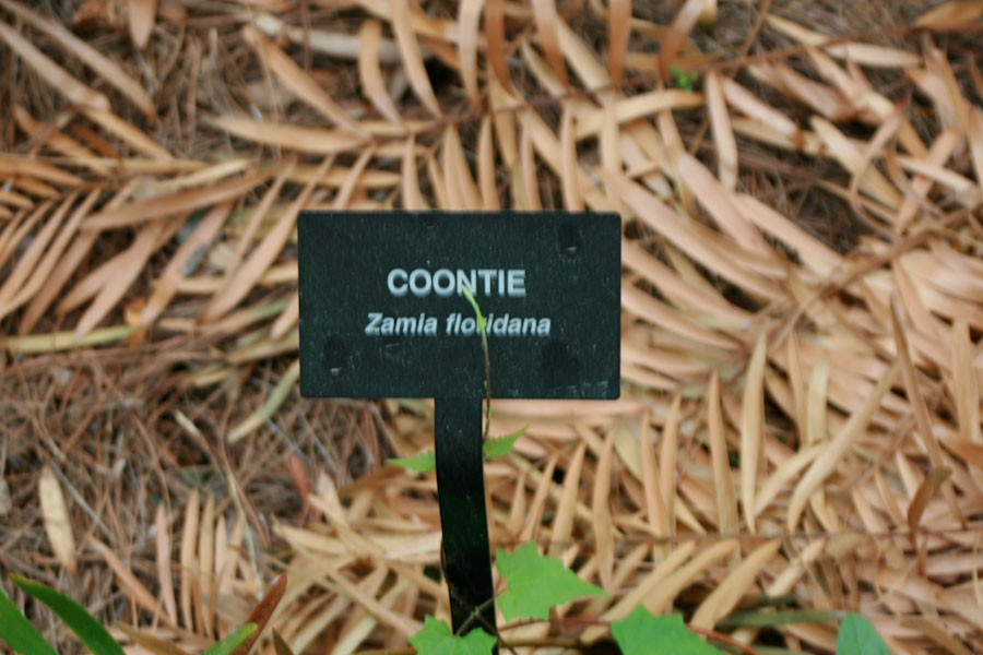 Coontie Plant