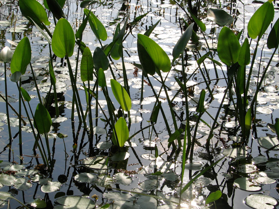 Alligator Flag and Lily Pads