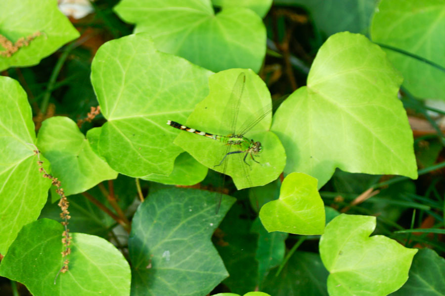 Dragonfly on Algerian Ivy