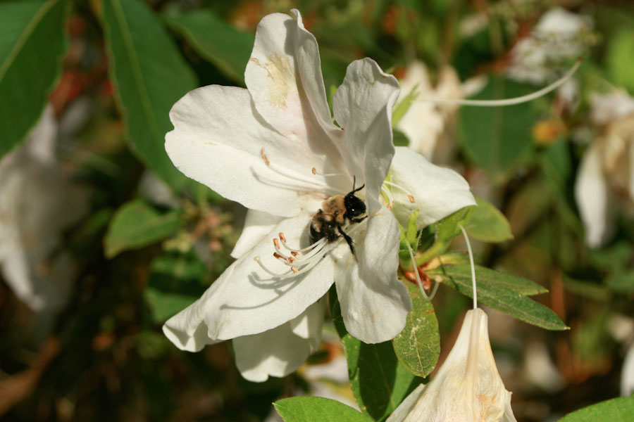 Bee on an Azalea Flower