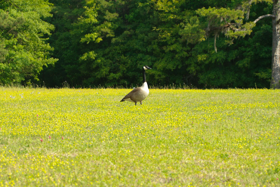 Canadian Goose in a Field