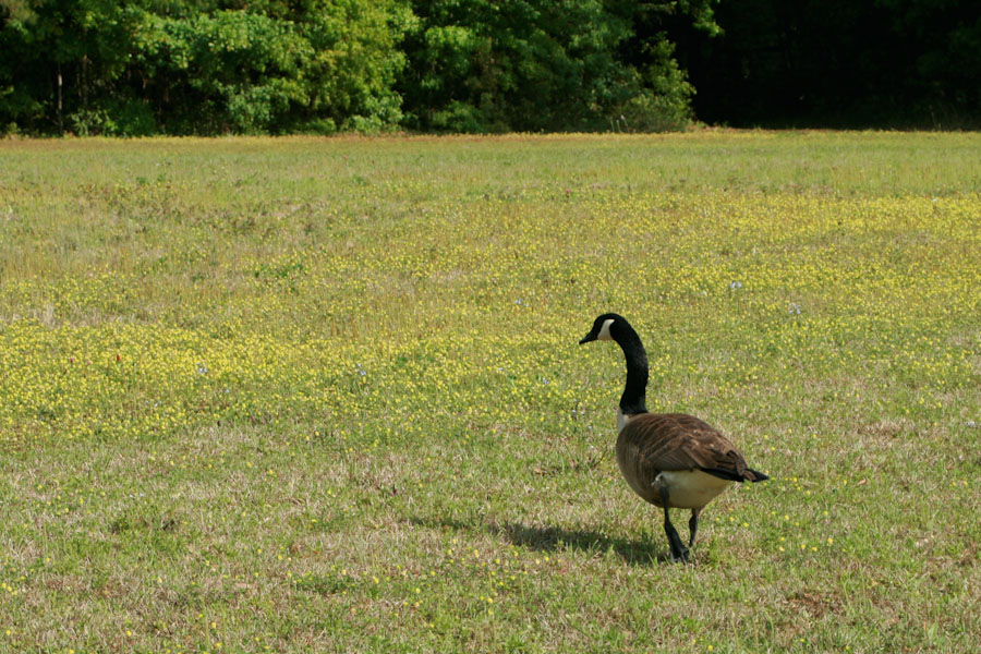 Canadian Goose in a Field