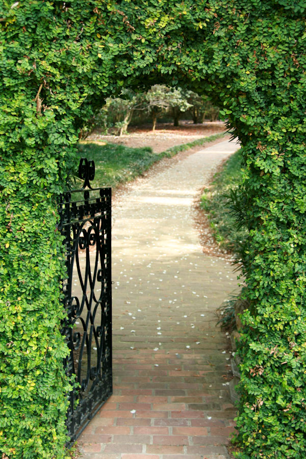 Vine Covered Gate
