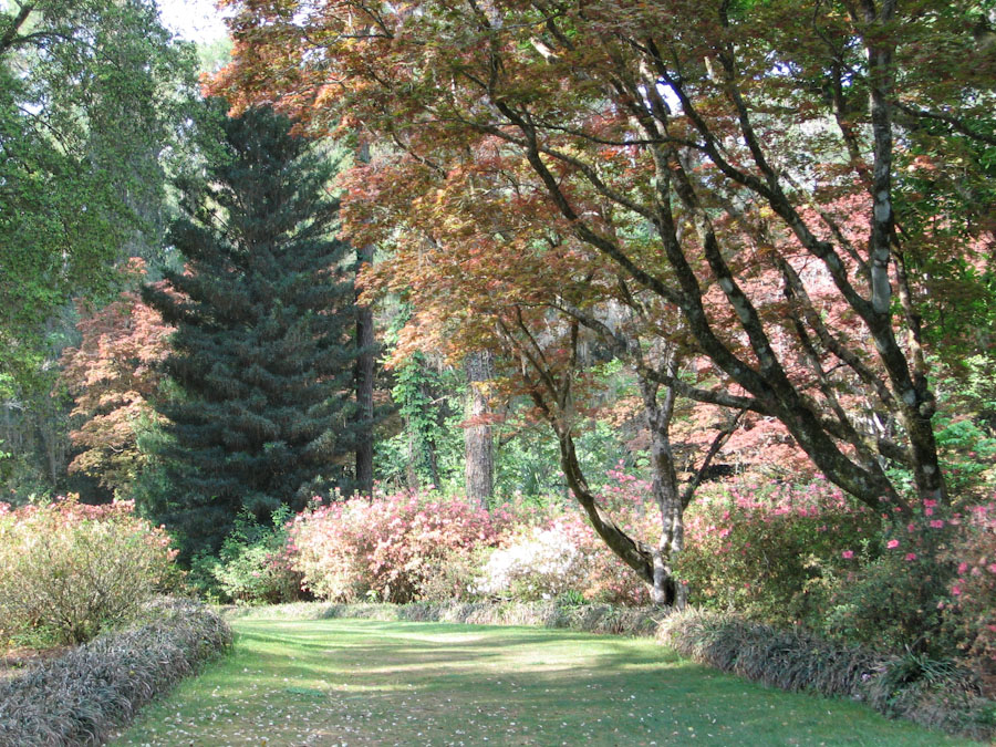 Bright Path in Maclay Gardens