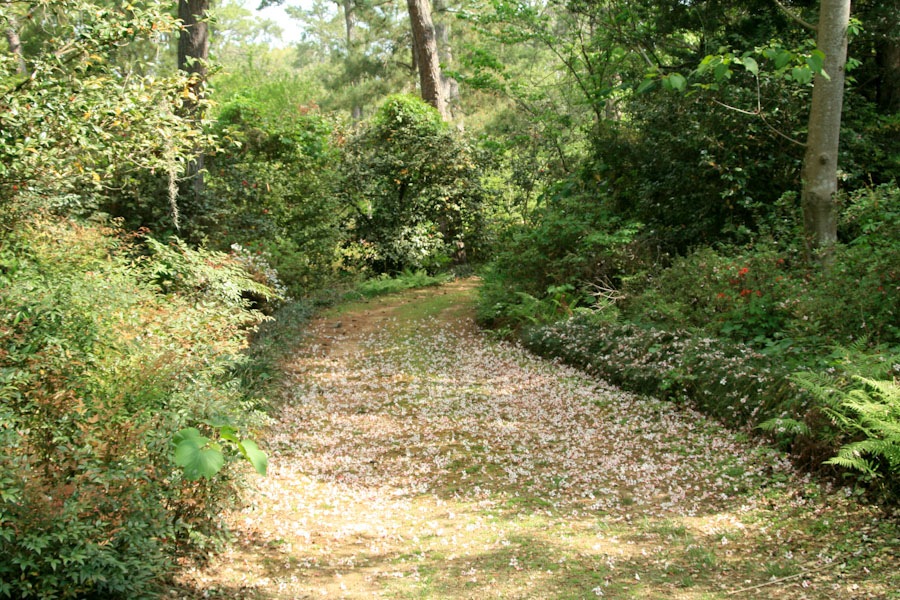 Petal Covered Path