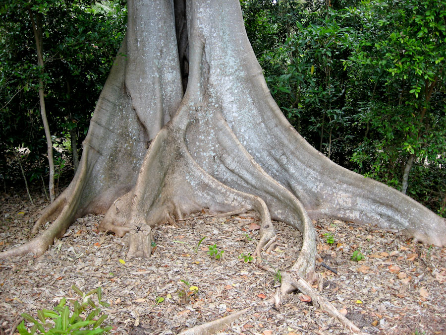 Tree Roots