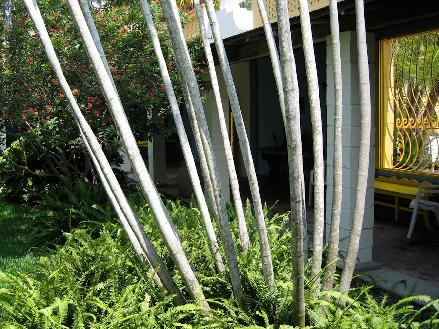 Trees and Plants in Courtyard
