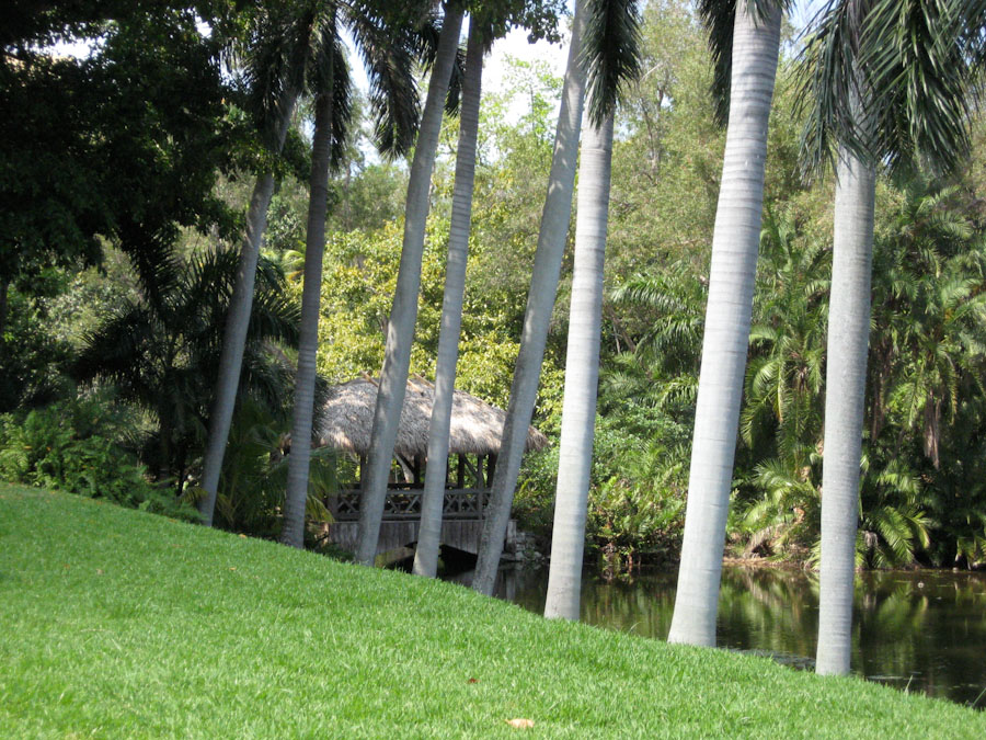 Chickee Bridge through the Palm Trees