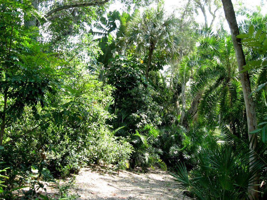 Trees along the Path