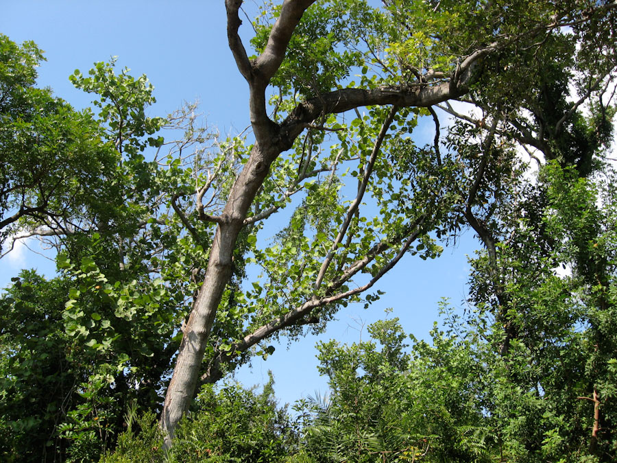 Canopy of Tree