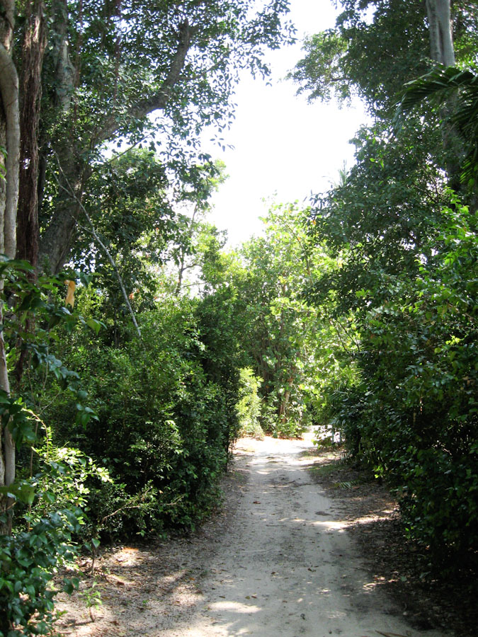 Trees along the Path