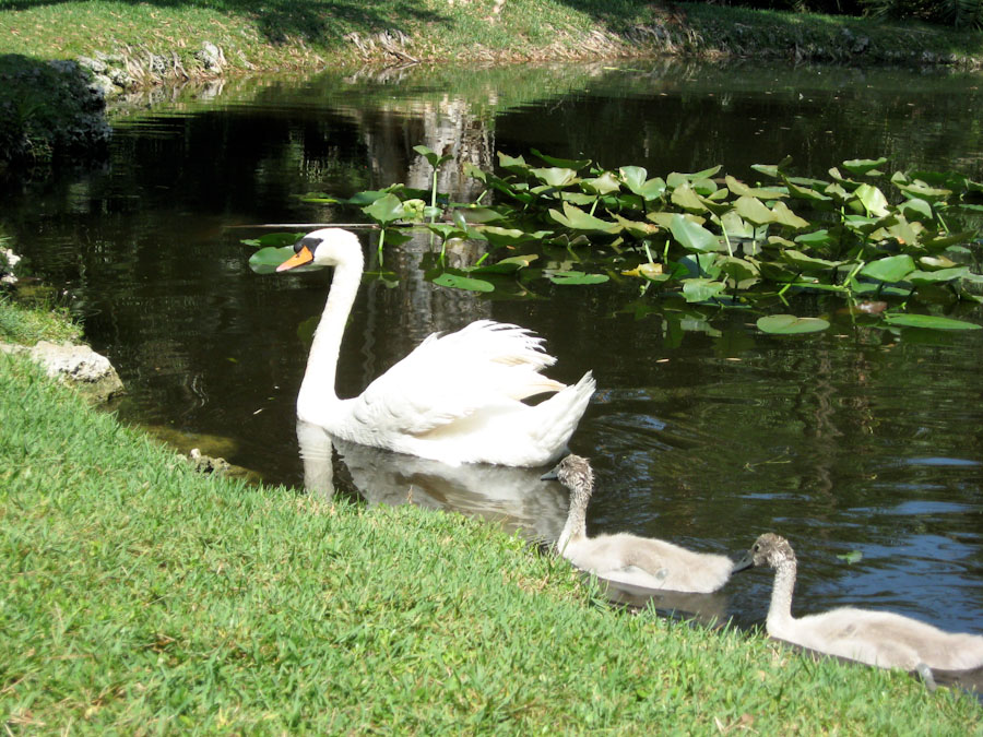A Swan and Cygnets in the Pond