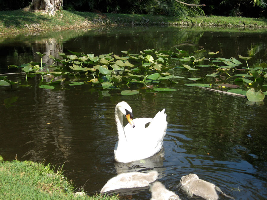 Swans in the Pond