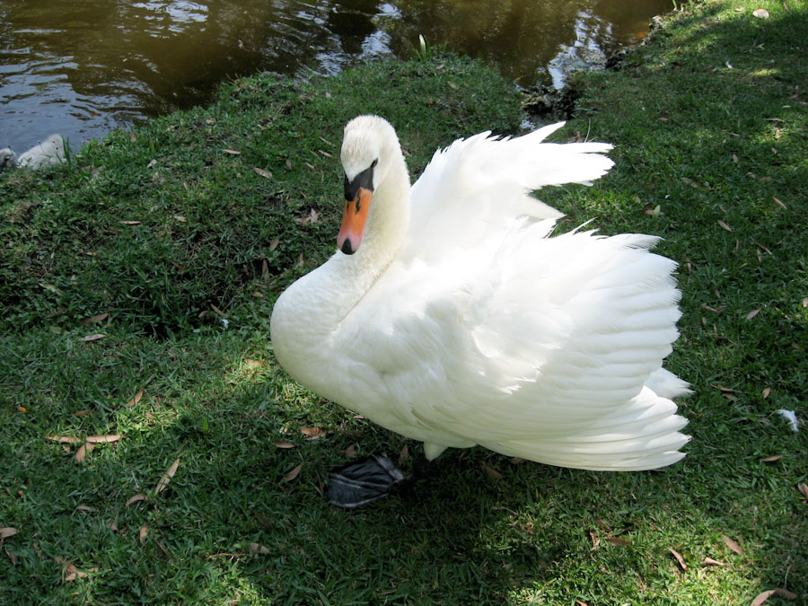 A Swan by the Pond
