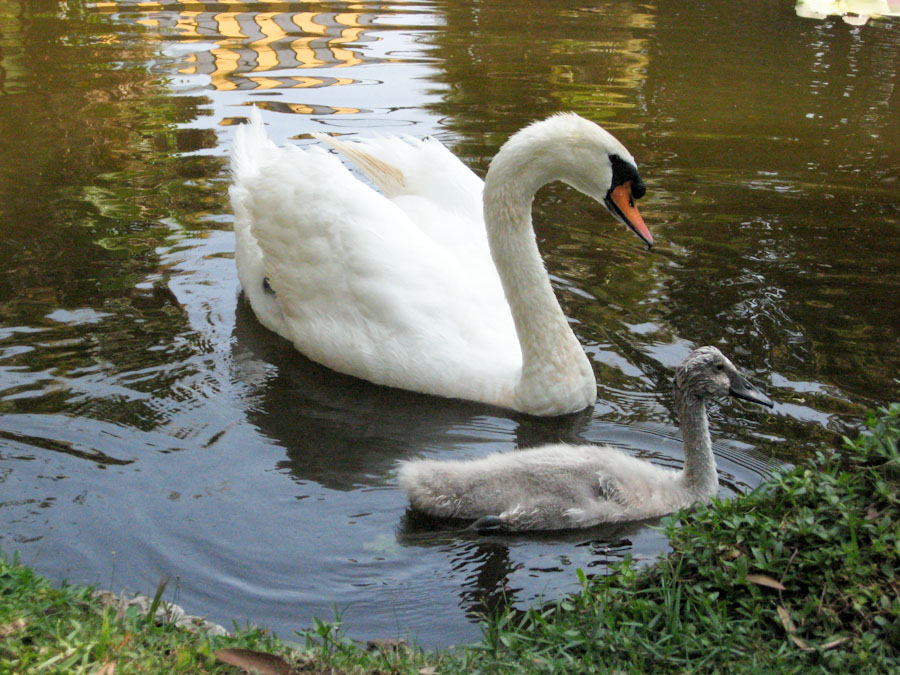 An Adult Swan and Cygnet
