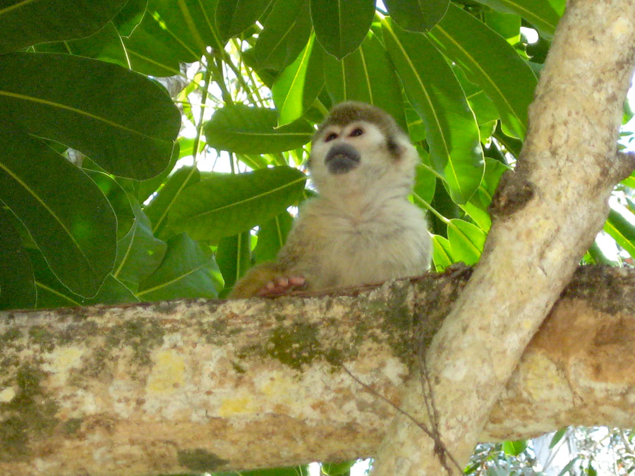 A Brazilian Squirrel Monkey