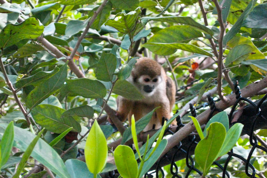A Brazilian Squirrel Monkey