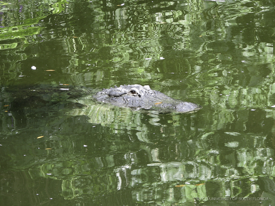 American Alligator at Busch Gardens