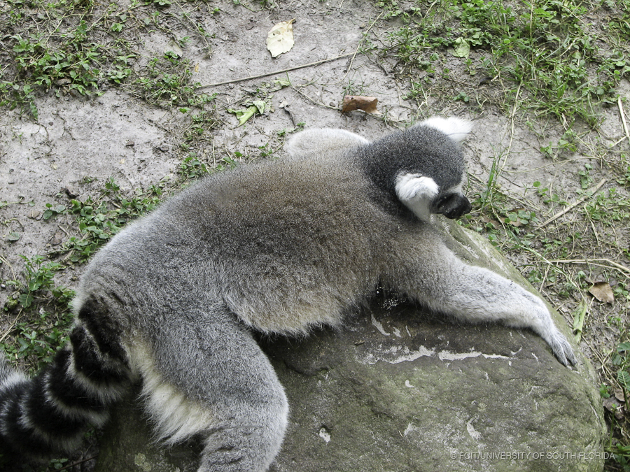 Ring Tailed Lemur Laying on a Rock