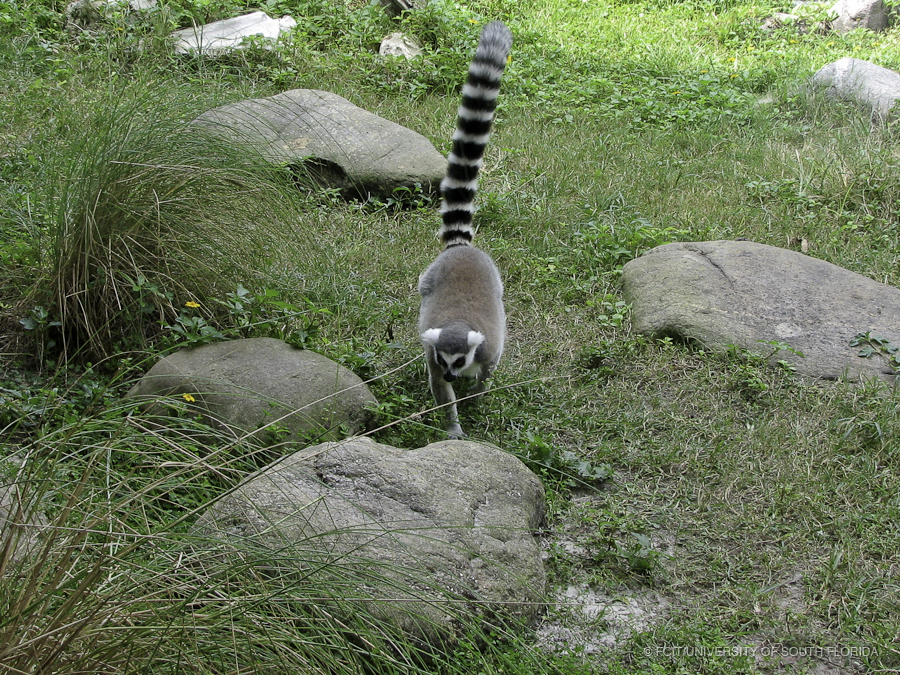 Ring Tailed Lemur Walking Through a Rocky Area