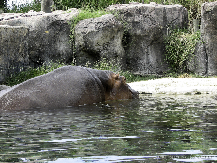 Hippopotamus Coming Out of the Water