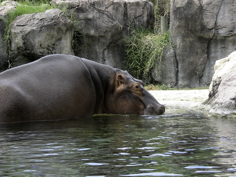 Hippopotamus Walking on to the Beach Area