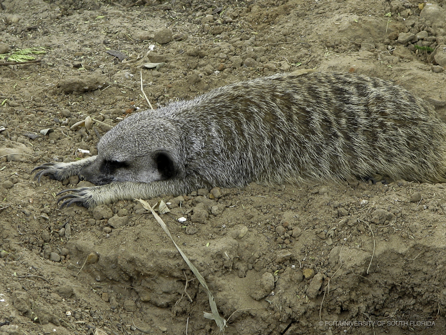 Meerkat Laying Prone