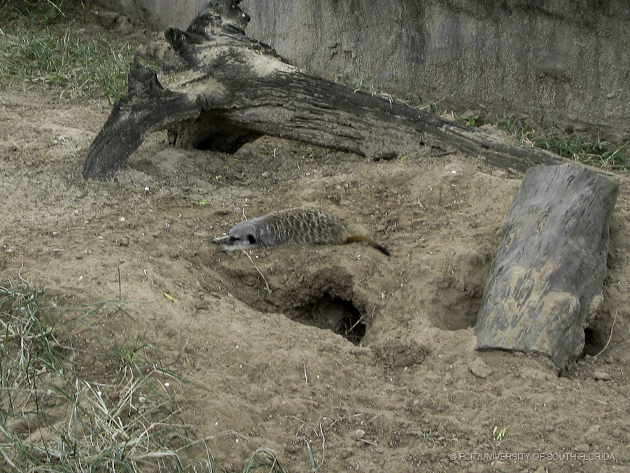Meerkat Laying Prone Next to its Burough