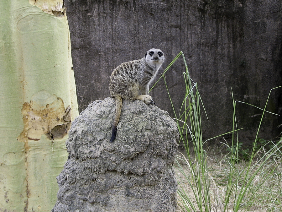 Meerkat Keeping a Lookout on a Rock