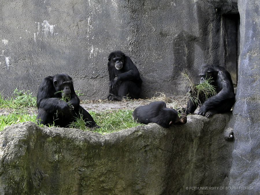 Four Chimpanzees Eating Grass by a Waterfall