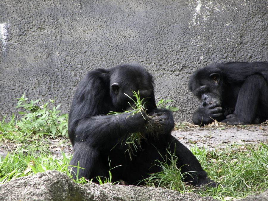 Two Chimpanzees Eating Grass