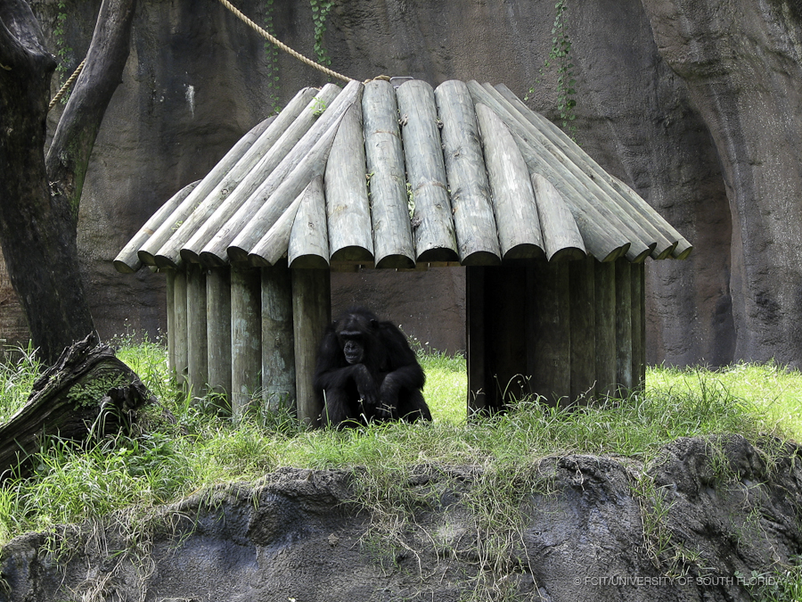 Chimpanzee Under a Wood Hut